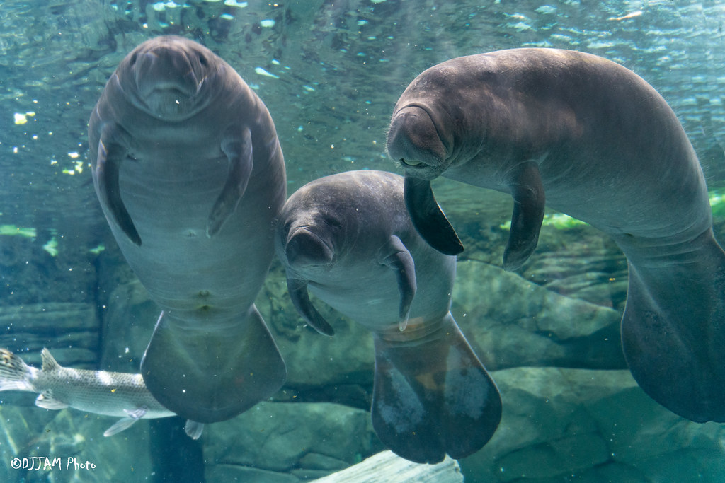 manatees swimming